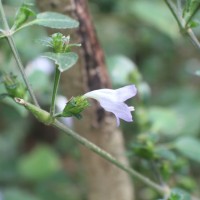 <i>Strobilanthes exserta</i>  C.B.Clarke